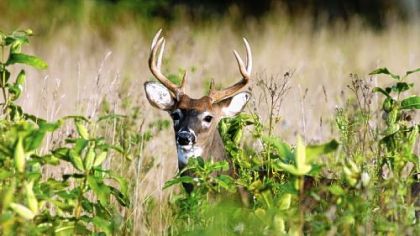 Pennsylvania deer have been spared Chronic Wasting Disease, but biologists say it's a matter of "when" not "if" it enters the state.
