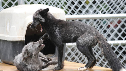 Captain, left, and Jack, tussle in their new enclosure at the Animal Rescue League's Wildlife Center in Verona.