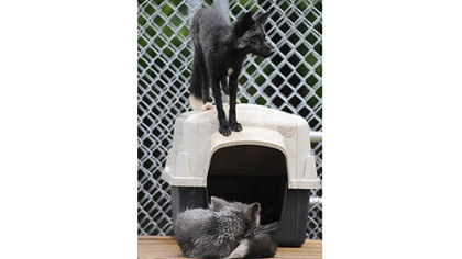 Captain, bottom, and Jack, are two of the three silver foxes now living in a new enclosure at the Animal Rescue League's Wildlife Center in Verona.