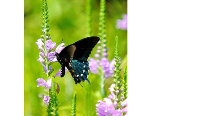 The tubular flowers of the obedient plant provide nectar for bees, butterflies and hummingbirds.