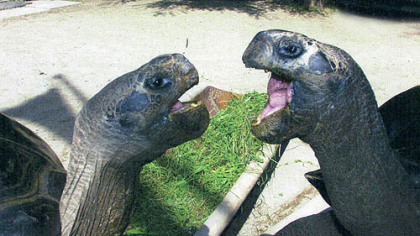 Bibi and Poldi are giant Galapagos tortises who have lived together in Austria for more than a hundred and fifteen years. They recently have had a falling out and zookeepers are unable to explain the rift.