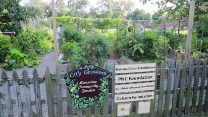 Some of the produce grown in the Riverview Community Garden in Brighton Heights is donated to those in need at the nearby River Manor senior high-rise and to local food pantries.