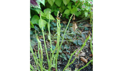 When impatiens are infected with downy mildew, the leaves turn yellow and start to drop off until all that is left are bare stems and a few leaves.