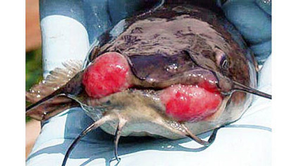 A brown bullhead catfish from Presque Isle Bay with cancerous growths.