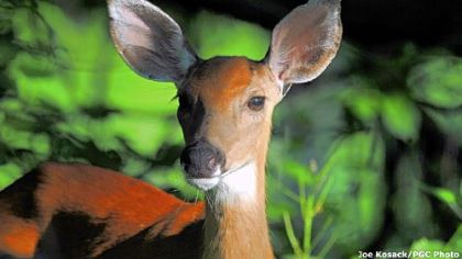The color and patterns of a blood trail present clues that can help a hunter to claim the harvest.