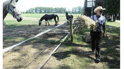 Bill Wolfe, 63, lays down some hay for his horses at his horse-drawn carriage business, which supplies carriages for everything from funerals to weddings. There are more than 20 different carriages and eight horses at his farm in Apollo have been trained to pull them.