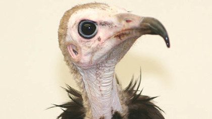 The National Aviary is home to six hooded vultures.