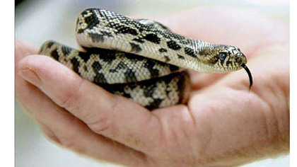 Ray Bamrick, reptile keeper at Pittsburgh Zoo & PPG Aquarium, holds a Louisiana pine snake that was hatched at the zoo Sept. 4. Three snakes were hatched as part of a U.S. Fish and Wildlife program to repopulate them in their native habitat.