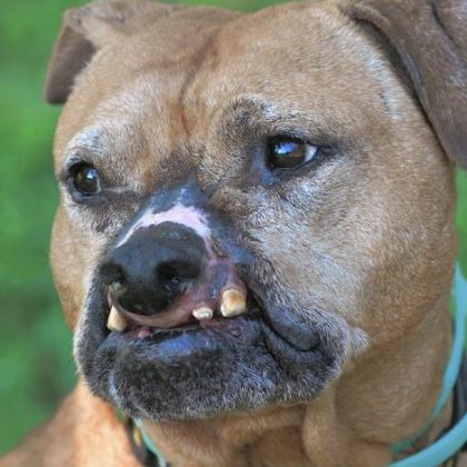 Sam, a roughly 6-year-old fighting pit bull who was rescued from Jacksonville, Fla., now lives at Hello Bully.