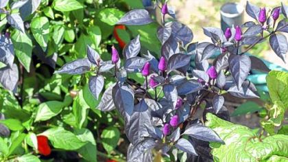 Purple peppers at Rose Clancy's garden.