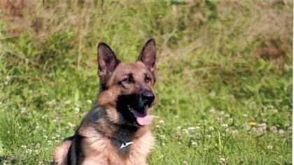Mt. Lebanon police dog Sundi died suddenly after a training session.