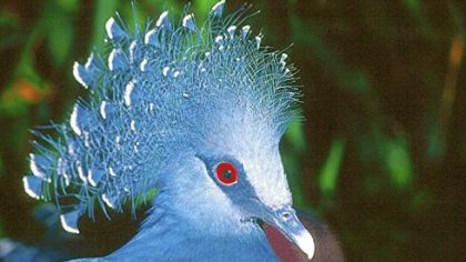 The most notable feature of the Victoria Crowned Pigeon is its crown of lacy feathers, each tipped in white.