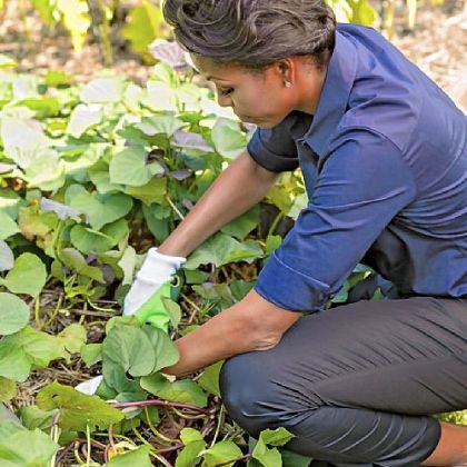 First lady Michelle Obama in the White House Kitchen Garden.
