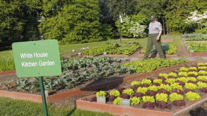 A National Park Service worker tends to the White House kitchen garden in April 2012.