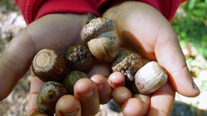 Acorns.