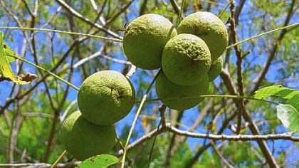 Black walnuts.