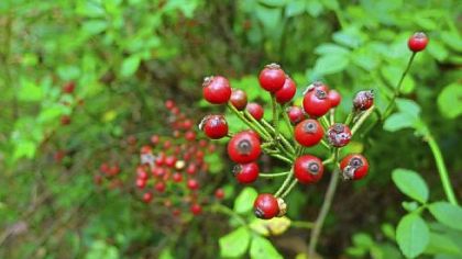 Multiflora rose hips.