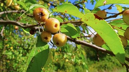 Various crab apples and haw fruit found in Upper St. Clair's
Gilfillan Park.