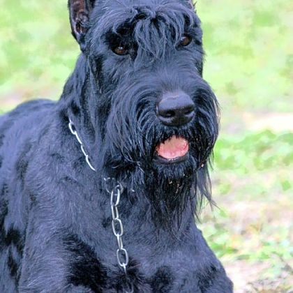 The alleged attacker was a Giant Schnauzer.