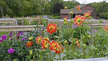 At Alpha Dahlias in Sewickley Heights, thousands of dahlias are in bloom.