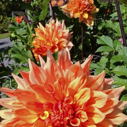 'Big Ben' dahlias.