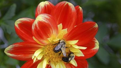 Bees rest on a 'Pooh' dahlia.