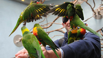 Lorikeets crowd around a visitor to the National Aviary, which is celebrating its 60th anniversary.