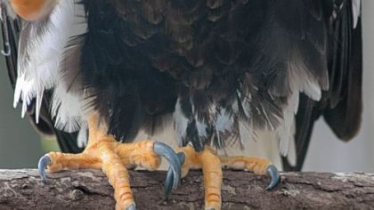 A formidable set of talons is displayed by a Steller's sea eagle at the National Aviary on the North Side.