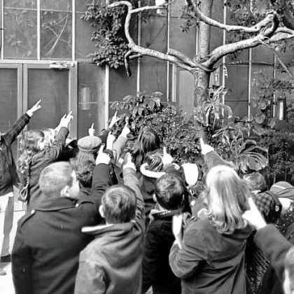 Schoolchildren visiting from Steubenville, Ohio, check out the birds in 1967.