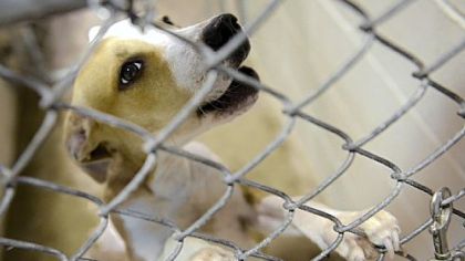 A dog claws at his cage Wednesday at Triangle Pet Control Services in McKees Rocks. Triangle Pet was cited by the state for failing to maintain records and sanitary conditions at the kennel, which has served more than 50 of the county's municipalities.