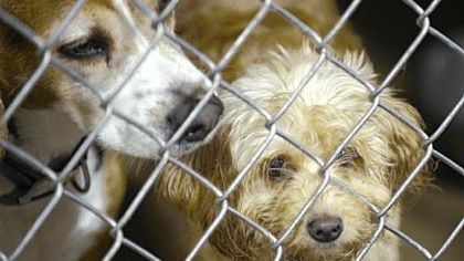 Dogs sit in their cages at Triangle Pet Control Service.