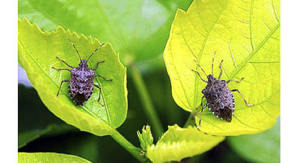 The warm weather and rain are responsible for a resurgence of the dreaded stink bugs.