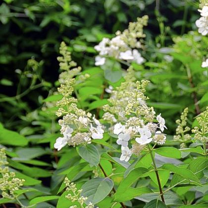 Hydrangea 'Tardiva.'