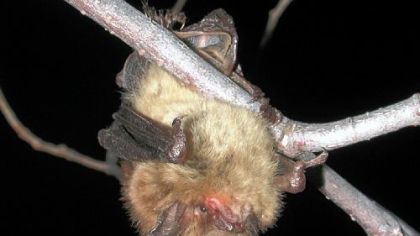 Biologists believe the little brown bat is among several species that could be killed off in Pennsylvania due to white nose syndrome.