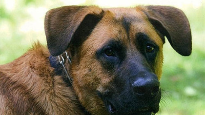 Dozier is a big sweetheart with a penchant for chasing deer.