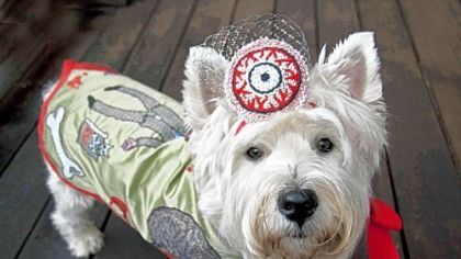A photograph of West Highland white terrier Max by his owner, Pittsburgh artist Charlee Brodsky, after he was costumed as a zombie by British artist Rachael House for Pittsburgh Pet-Tastic.