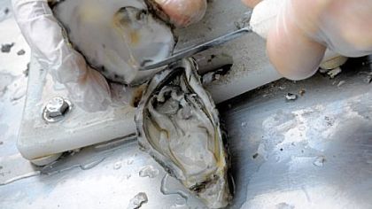 Oysters at Wild Alaskan Grille.
