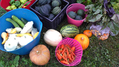 Fall veggies from North Hills Community Outreach's Rosalinda Sauro Sirianni Garden in Bellevue.
