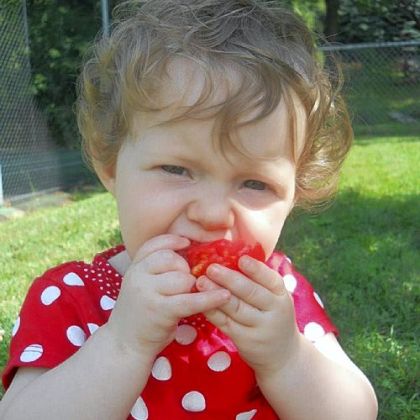 A young volunteer munches a tomato at the Sewickley Food Pantry Garden.