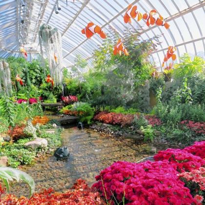 Emma and Bold Vanessa Garden Mums frame the scene in the East Room for the fall show at the Phipps Conservatory.