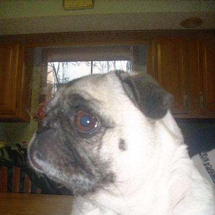 Sean and Nadine Merry's pug, Daisy, ingested rat poison pellets and was saved in part through canine blood donations.