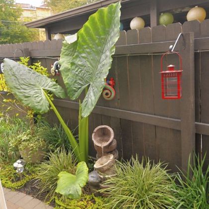 An elephant ear plant serves as a point of interest in the Kocurs' garden.