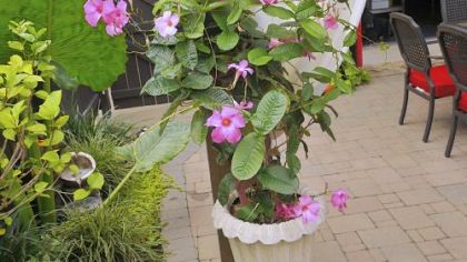Hibiscus helps brighten the backyard garden of John and Beth Kocur.