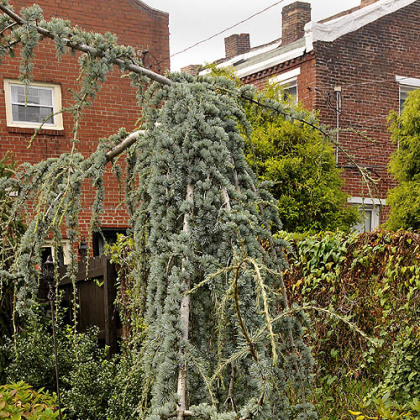 Blue atlas cedar climbs the fence in the backyard garden of John and Beth Kocur.