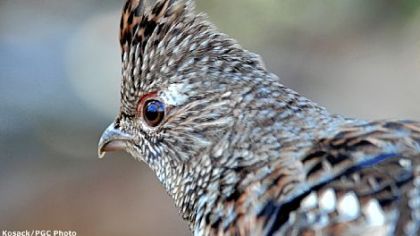 Ruffed grouse thrive in dense young forests and are an outstanding sporting bird for hunters willing to find them.