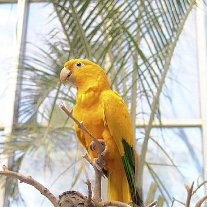 Amazon parrot.