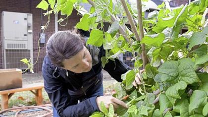 Stephanie Bliss, a volunteer, checks a plant for beans at the Sewickley Food Pantry Garden.