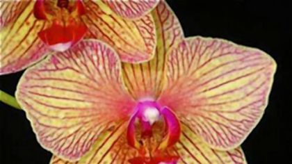 Orchid Society of Western Pennsylvania Fall Festival.