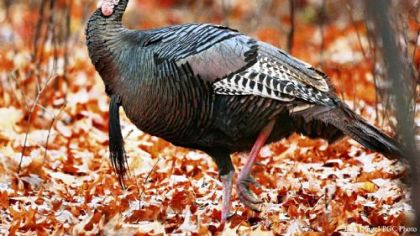 Two years into a four-year study, Game Commission biologists want to learn how hunting season lengths impact wild turkey populations.