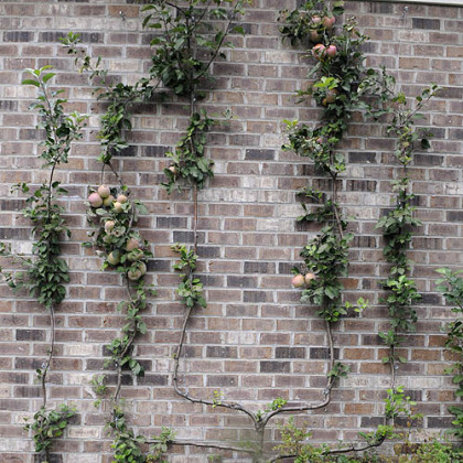 The apple espalier growing in Rose Romboski's garden.